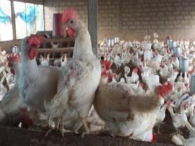 Plaintes et complaintes des aviculteurs du Ndiambour exposées aux industriels