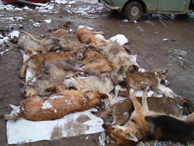 Lutte contre la rage: 250 chiens abattus à Linguère