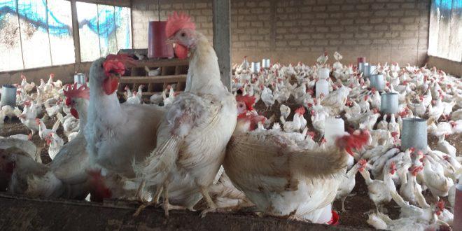Louga: Quand l’aviculture profite aux chômeurs