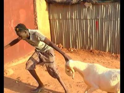 Insolite à Louga : Un voleur de moutons restitue son butin après être resté 2 jours sans pouvoir déféquer