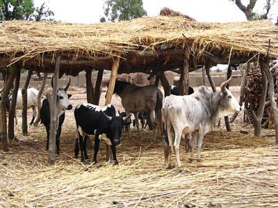 Récurrence du vol de bétail dans la région de Louga
