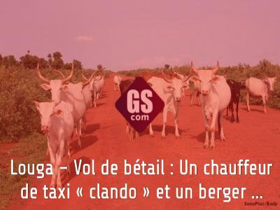 Louga – Vol de bétail : Un chauffeur de taxi « clando » et un berger …