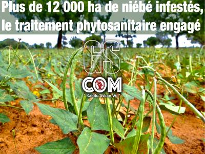Plus de 12 000 ha de niébé infestés, le traitement phytosanitaire engagé.