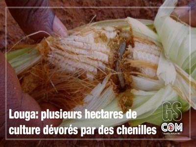 Louga: plusieurs hectares de culture dévorés par des chenilles