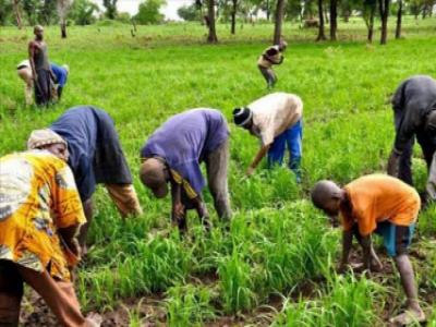 Les jeunes agriculteurs Sénégalais de la région de Louga sollicitent le soutien de l’Etat.